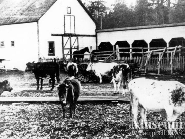 Thulin barn and livestock, Campbell River