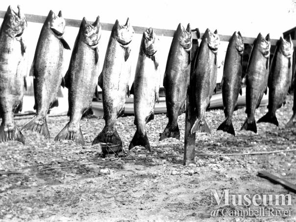 Catch of salmon on Tyee Spit